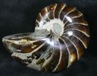 Cretaceous Nautilus Fossil - Madagascar #28827-1